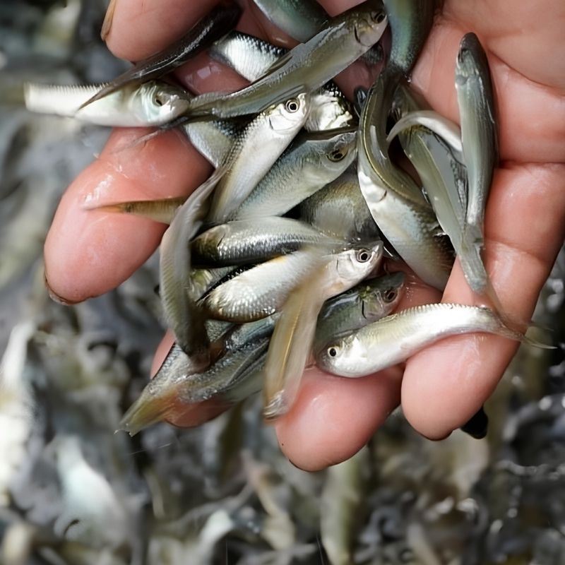Cá linh