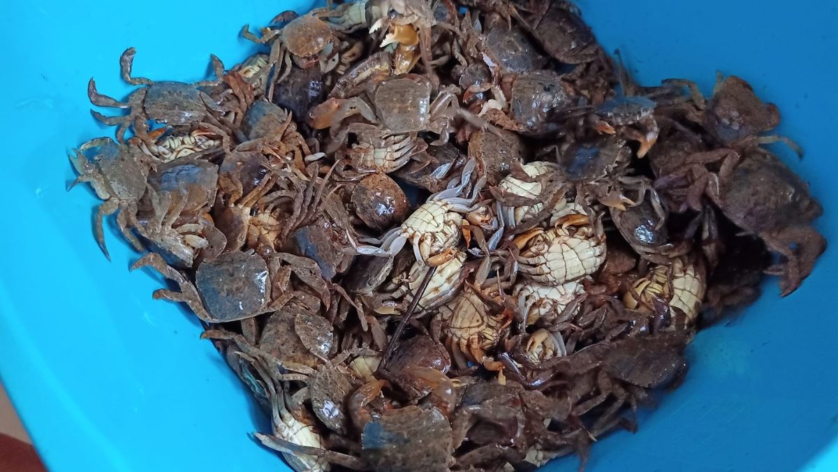 Con rạm (con đam đồng) là con gì?