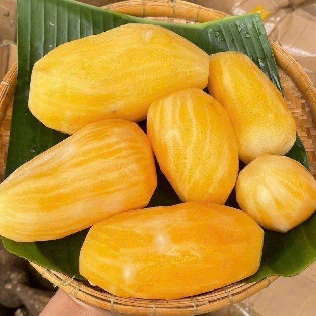 Củ sâm đất