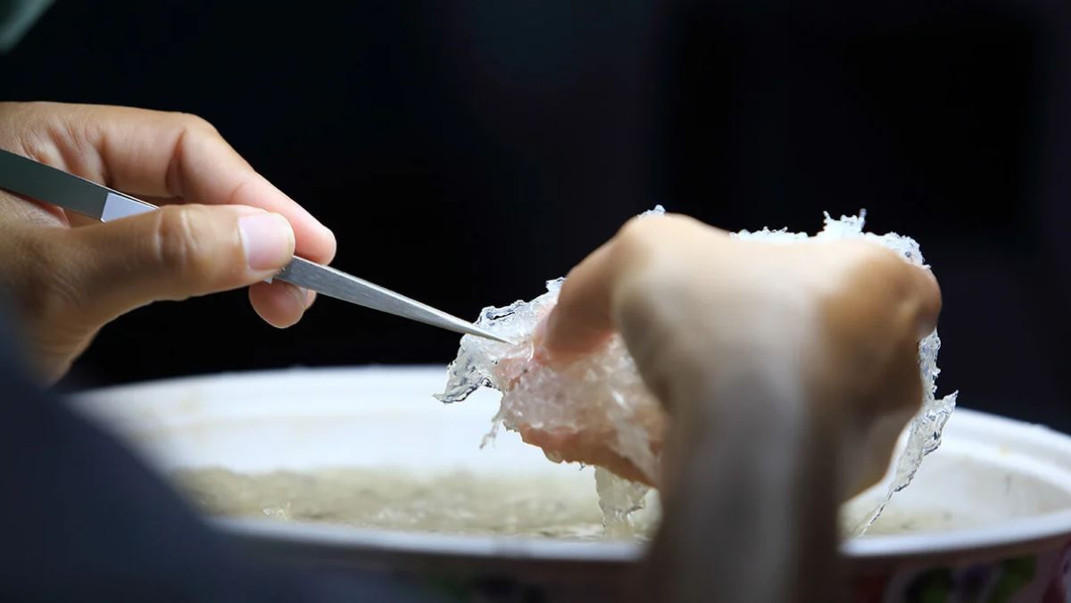 Cách nhặt lông yến