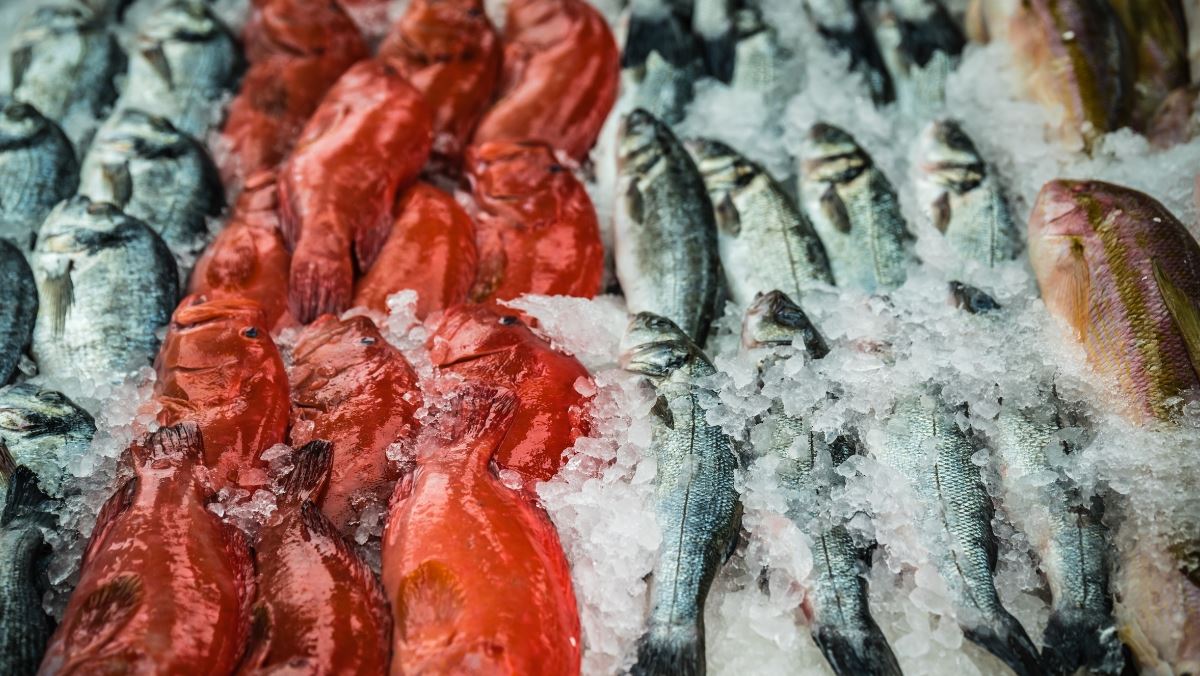 các loại cá biển