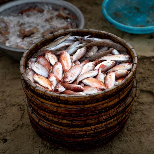 các loại cá biển