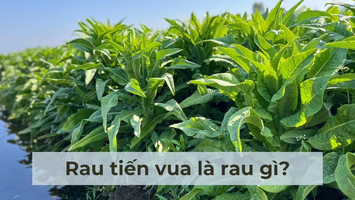 Rau tiến vua là rau gì?