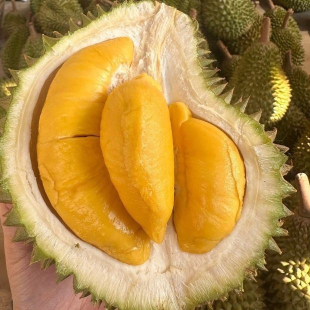 Sầu riêng Musang King là gì? Tất tần tật về Vua Sầu Riêng đang được săn đón