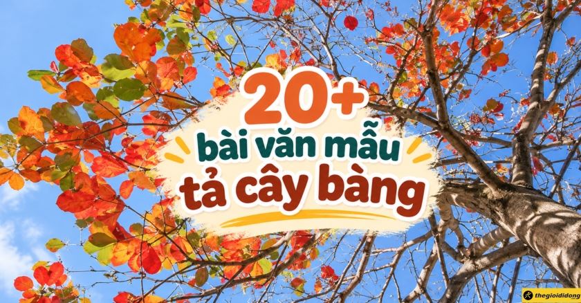 20+ bài văn mẫu tả cây bàng lớp 5 hay, ngắn gọn, điểm cao