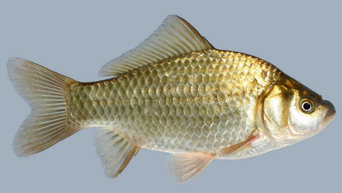 Cá diếc