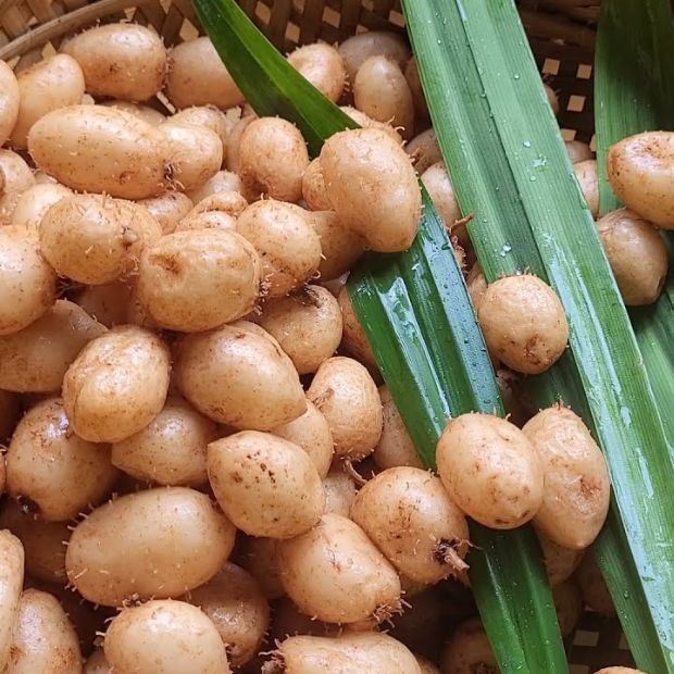 Cách luộc củ lùn nhanh chín dẻo ngon hương thơm hấp dẫn bằng nồi nhôm