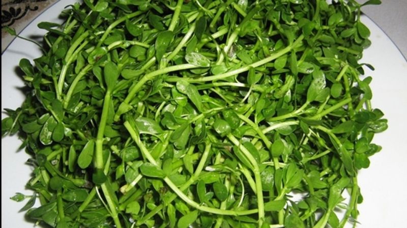 Biển súc hay còn gọi là rau đắng là một vị thuốc giúp lợi tiểu, kháng viêm