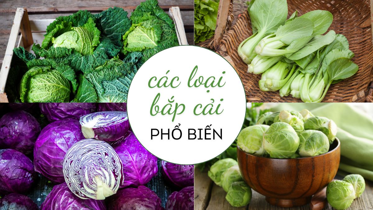 Các loại bắp cải