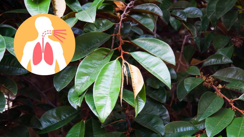 L&aacute; v&uacute; sữa được ứng dụng trong b&agrave;i thuốc trị bệnh đường h&ocirc; hấp