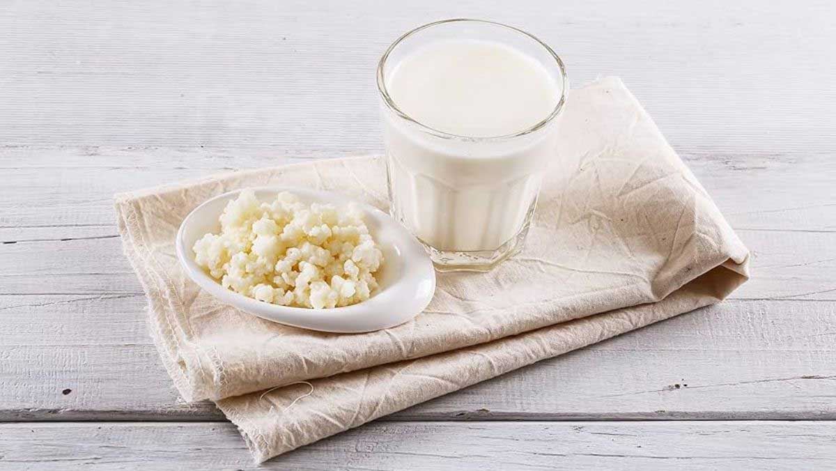 Nấm kefir