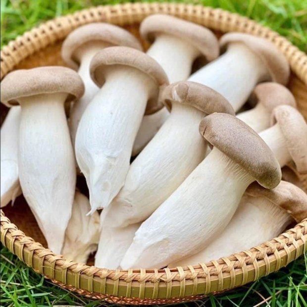 Nấm đùi gà