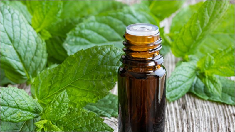 Tinh dầu bạc hà giúp giảm đau và ngăn ngừa nhiễm trùng