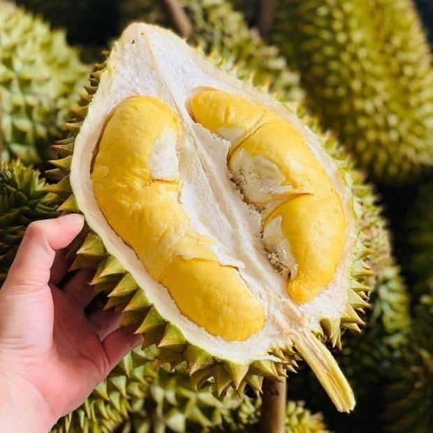 Sầu riêng loại nào ngon nhất