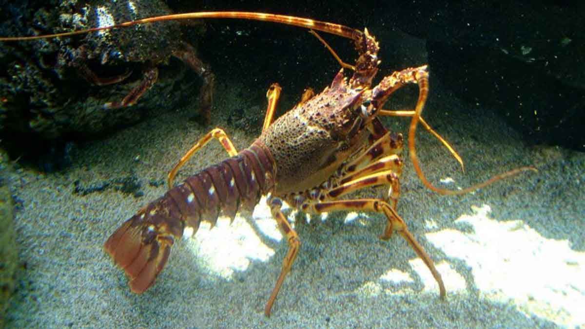 Tôm hùm