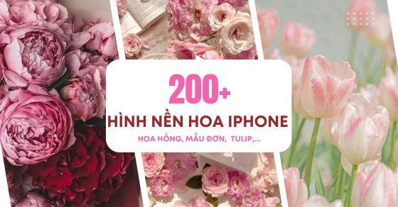 TOP 200+ hình nền hoa đẹp cho iPhone 4K: Tulip, mẫu đơn, hồng, nhài