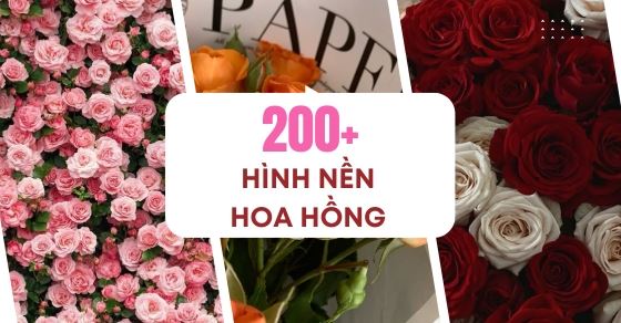 199+ hình nền hoa hồng đỏ đẹp 4K, Full HD cho điện thoại, laptop