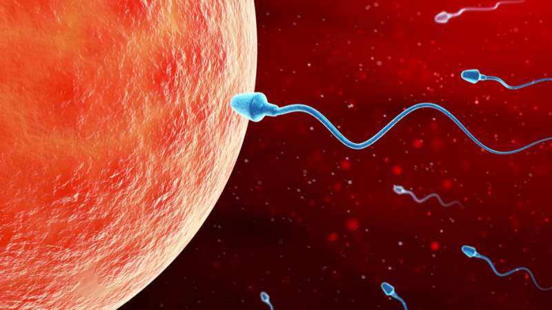 Sùi mào gà khiến tinh trùng khó di chuyển đến trứng và giảm khả năng sinh sản