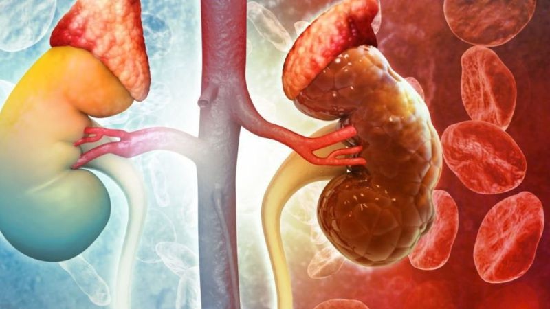 TÁC HẠI CỦA BỒ CÔNG ANH KHI LỢI DỤNG SAI CÓ THỂ GÂY RỐI LOẠN ĐÔNG MÁU VÀ DỊ ỨNG