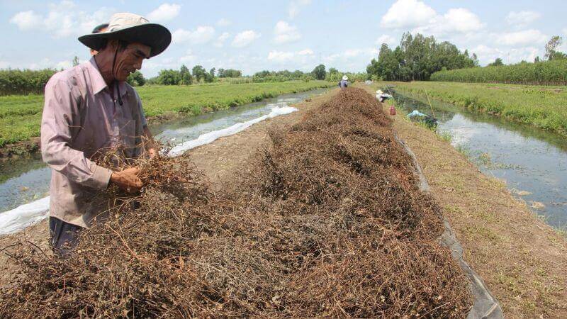 Bạn nên lựa chọn sương sáo được tinh chế sạch, đảm bảo vệ sinh