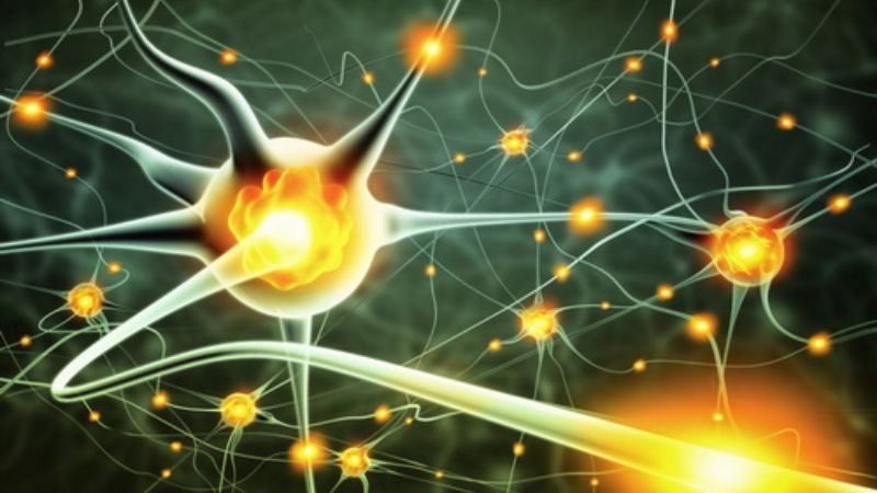 Ăn quá nhiều bột ngọt có thể ảnh hưởng đến tế bào thần kinh
