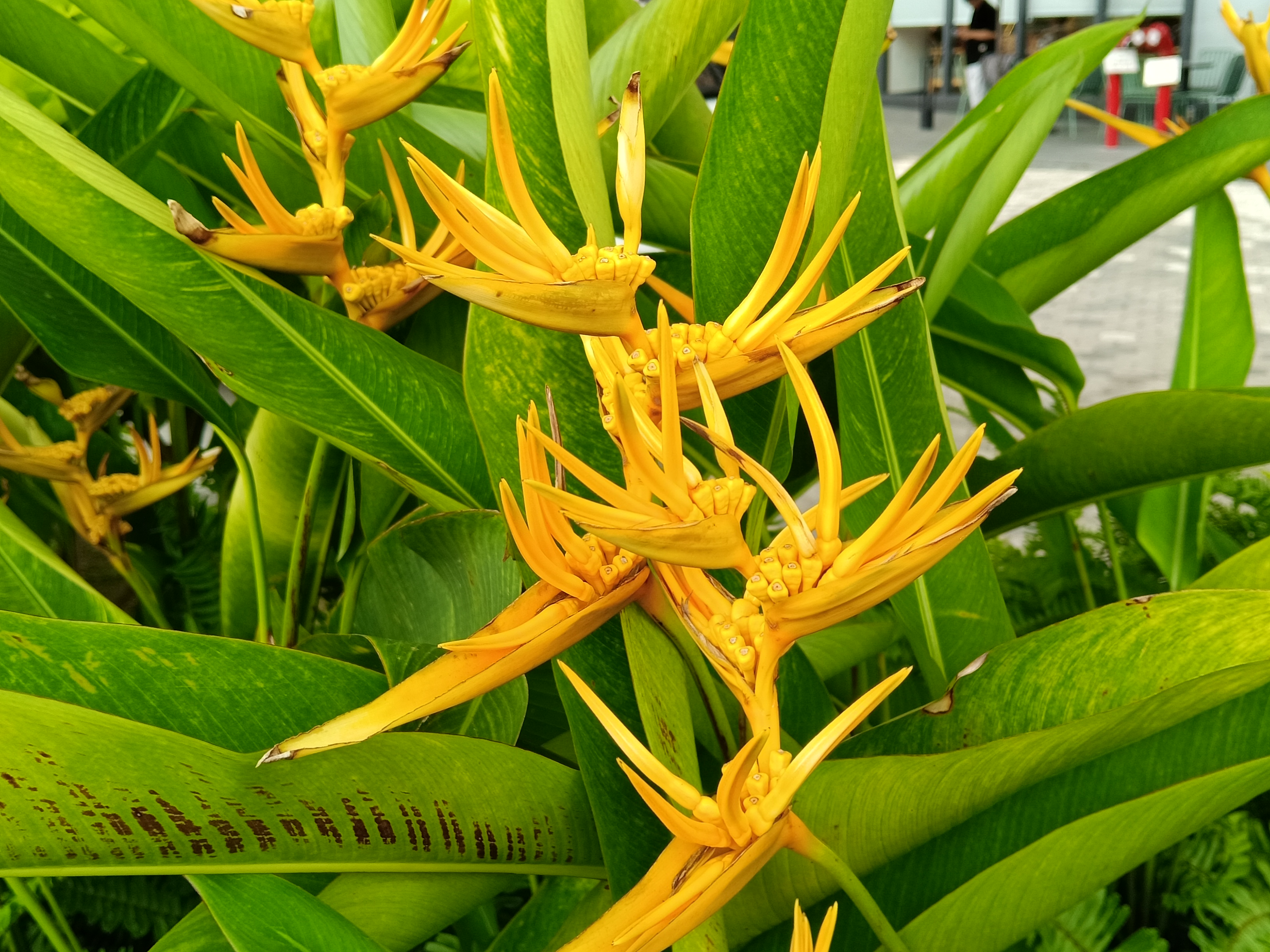 Trên Tay Realme C85 5G: Thiết Kế Mặt Lưng Đẹp Mắt, Viên Pin 7.000 Mah Và Sạc Nhanh 45 W