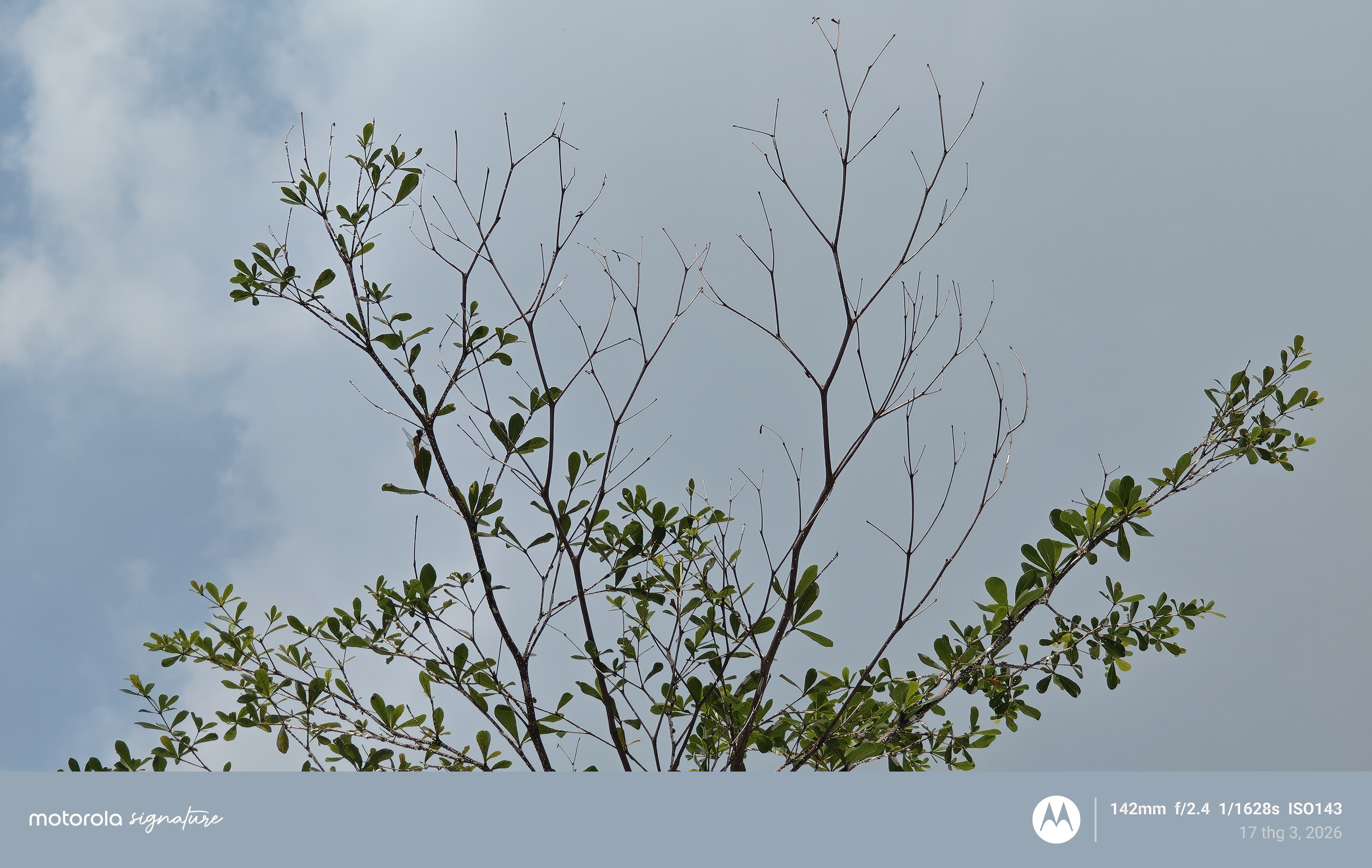 Đánh giá motorola Signature: Mỏng nhẹ dùng rất đã nhưng màn hình dễ xước và hơi nóng Đánh giá motorola Signature: Mỏng nhẹ dùng rất đã nhưng màn hình dễ xước và hơi nóng