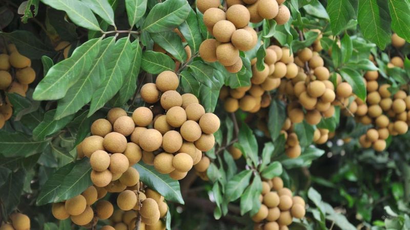 Quả nhãn giàu vitamin C giúp thúc đẩy quá trình làm lành vết thương