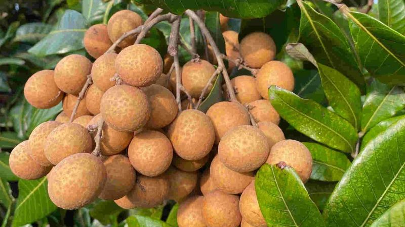 Chiết xuất từ vỏ nhãn có tiềm năng phát triển thành chất hỗ trợ chống viêm