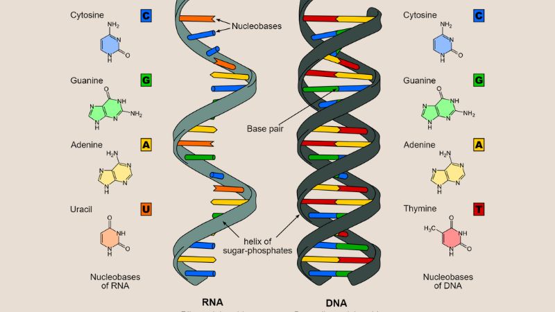 Axit nucleic gồm 2 loại chính là DNA và RNA