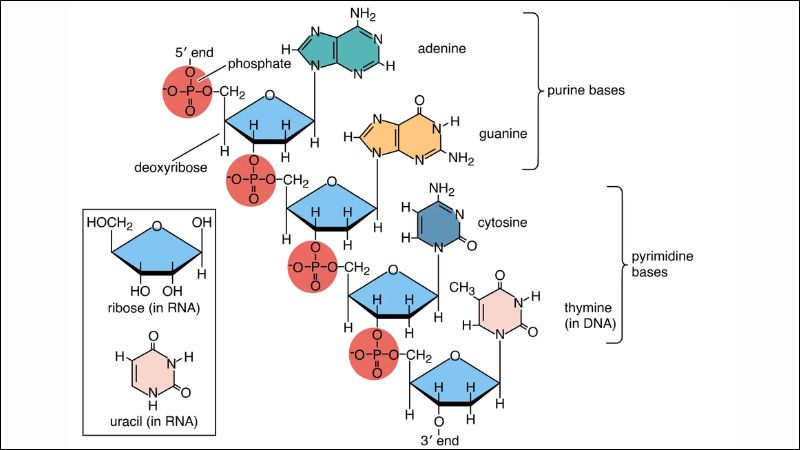 Axit nucleic là chuỗi dài gồm nhiều đơn phân nucleotide