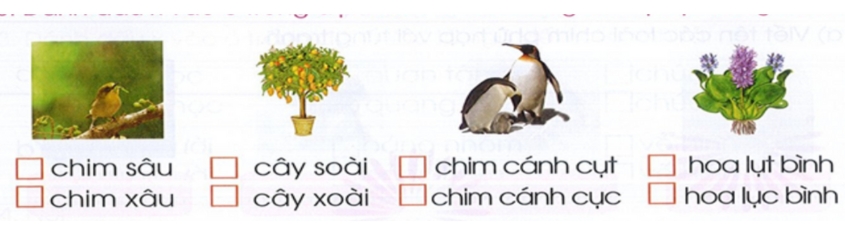 Hình minh hoạ câu 9