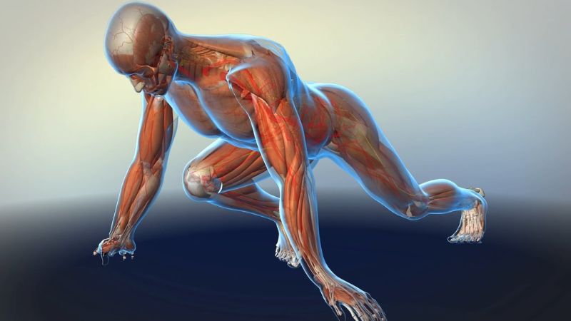 Người có khối lượng cơ lớn hơn sẽ có BMR cao hơn