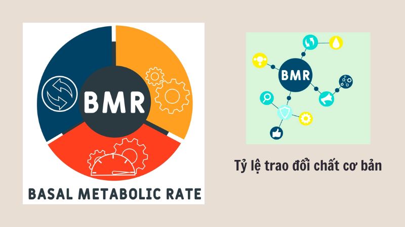Nam giới có BMR trung bình khoảng 1696 Kcal/ngày (7100 kJ)