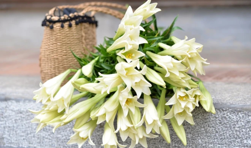 Chọn bó hoa loa kèn với nhiều nụ và bông vừa hé nở, cận cảnh phần cành và lá còn xanh tươi