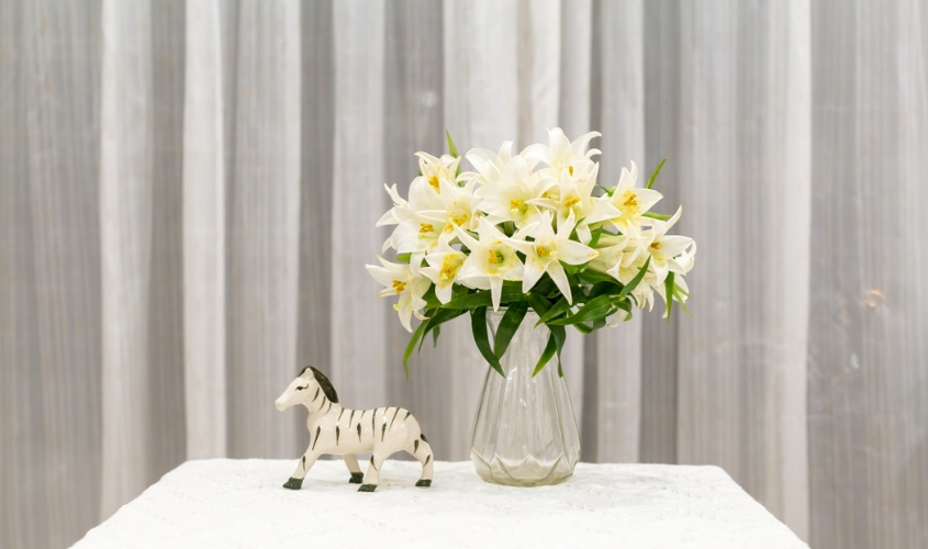 Bình hoa loa kèn trắng được đặt trên bàn phòng khách, tỏa hương thơm nhẹ nhàng