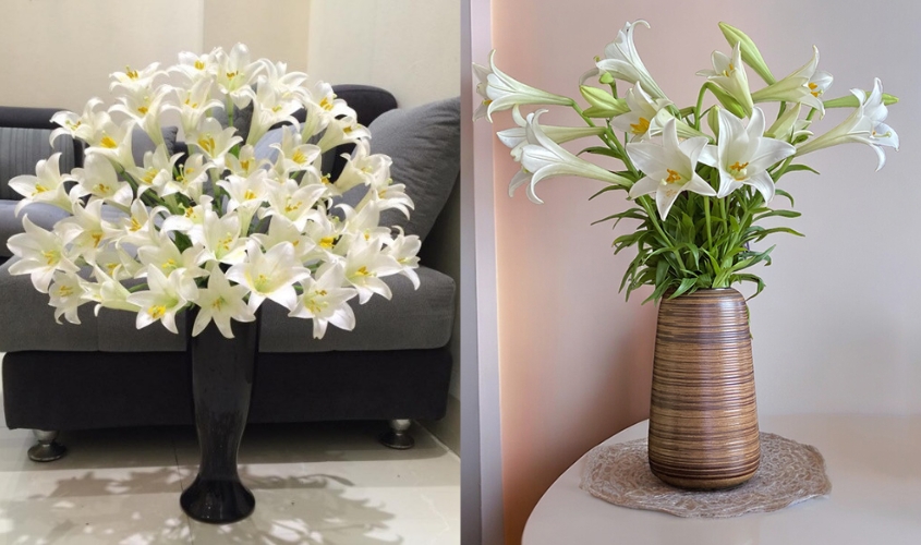 Đặt bình hoa loa kèn cổ cao ở những nơi thoáng đãng