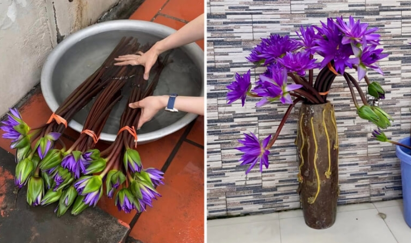 Chậu nước lớn đang ngâm dưỡng những bông hoa súng qua đêm để hoa hút đủ nước và khỏe mạnh