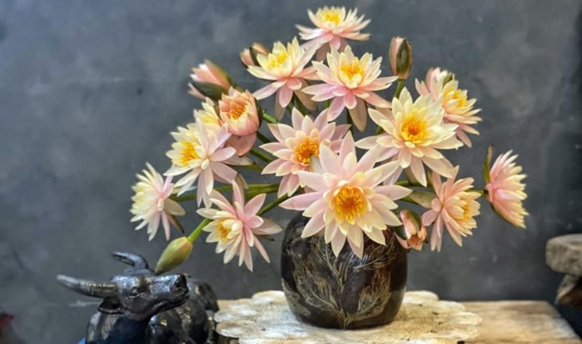 Hoa súng mang vẻ đẹp nhẹ nhàng, thuần khiết