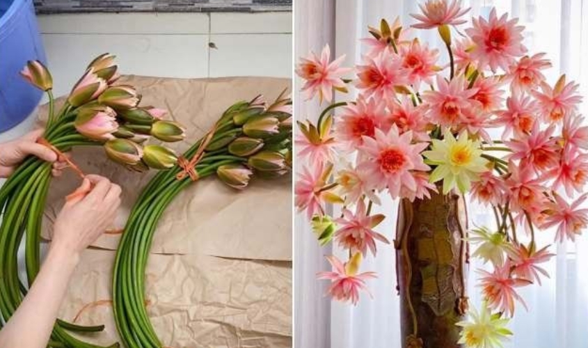 Chọn những bông súng không quá nở rộ