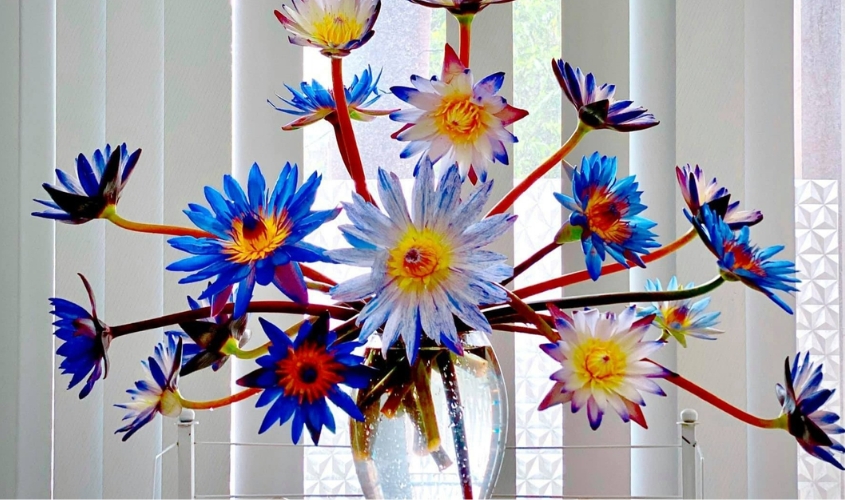 Cách cắm hoa súng nghìn tay