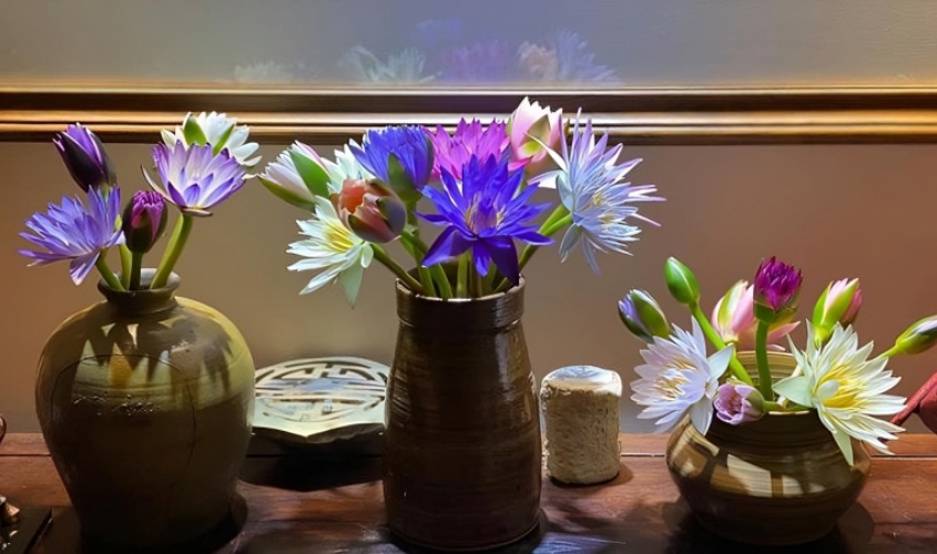 Cánh hoa súng thường nhỏ, mỏng và nhọn hơn hoa sen