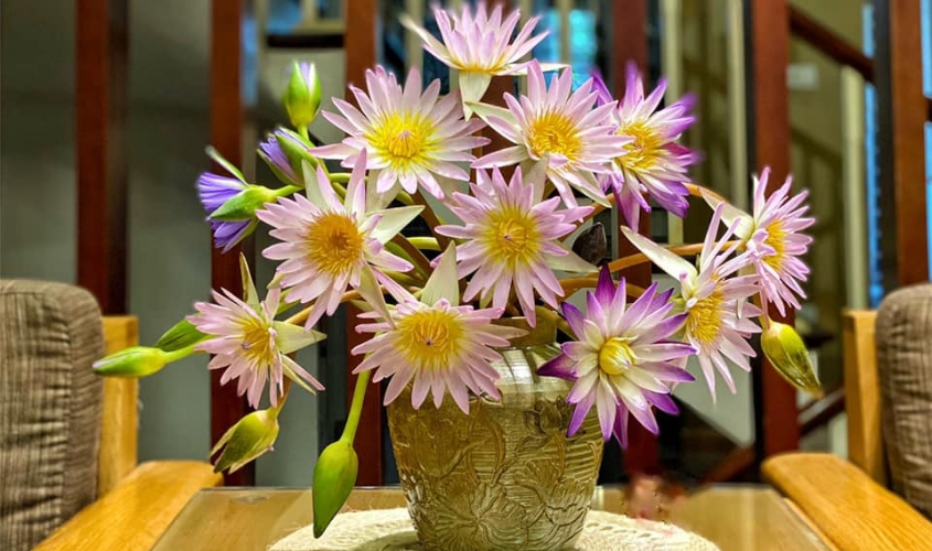 Cắm hoa súng trong bình trụ tròn