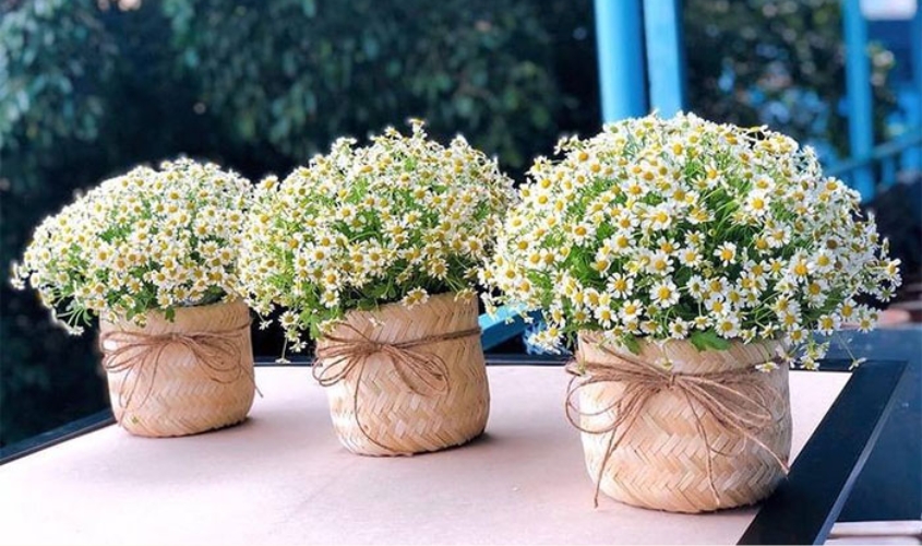 Cắm hoa thạch thảo trắng trong giỏ