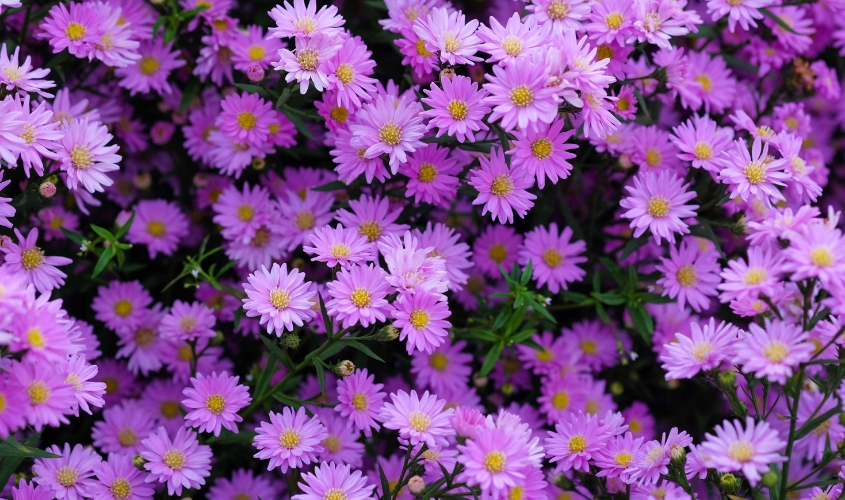 Hoa thạch thảo tím thể hiện sự thủy chung, son sắt