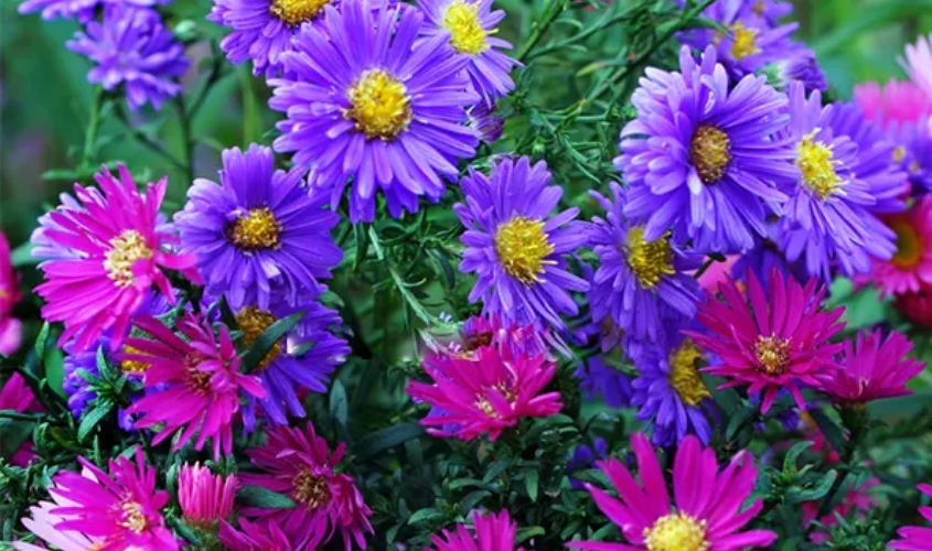 Hoa thạch thảo có tên khoa học là Aster Amellus