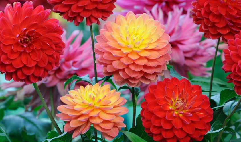 Hoa thược dược mang ý nghĩa của sự kiên cường và may mắn