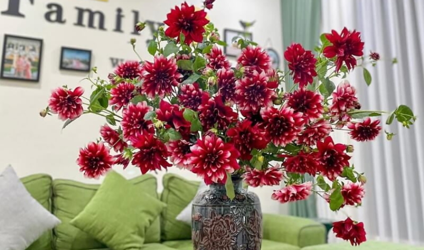 Hoa thược dược có thể trưng được 7 ngày nếu dưỡng hoa đúng cách