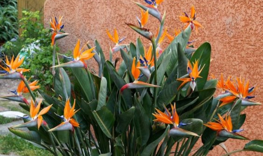 Cách trồng và chăm sóc hoa thiên điểu