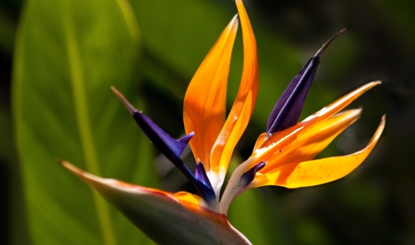 Cận cảnh một bông hoa thiên điểu màu cam rực rỡ với các cánh hoa màu lam tím đặc trưng